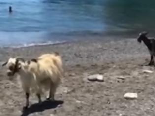 Φωτογραφία για Κατσίκες κάνουν βόλτα στην… παραλία! [video]