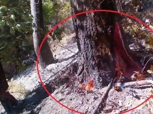 Φωτογραφία για Αυτό που βρήκαν σε δέντρο στο δάσος θα σας έκανε να μην πάτε σε δάσος ποτέ... [video]