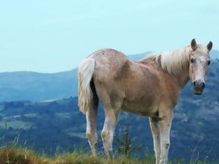 Φωτογραφία για Αλβανός ζωοκλέφτης σκότωνε άλογα στην Έδεσσα