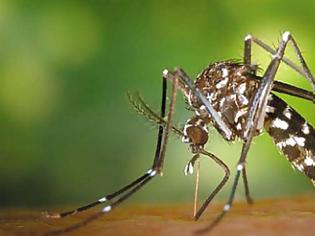 Φωτογραφία για Ποιο νέο ιό μεταφέρει το κουνούπι «τίγρης»;