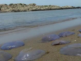 Φωτογραφία για Πού θα συναντήσετε μέδουσες; Δείτε όλες τις περιοχές