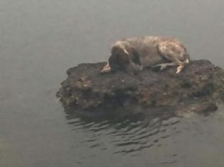Φωτογραφία για Φωτιά στην Αττική: Το σκυλάκι που έγινε σύμβολο τύχης - Το βρήκαν οι δικοί του άνθρωποι