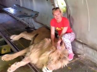 Φωτογραφία για Ρωσίδα πάει να βγάλει selfie με λιοντάρι. Εκείνο την δαγκώνει και αρχίζει να την σέρνει σαν πάνινη κούκλα