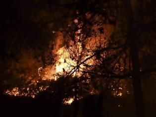 Φωτογραφία για Ν. Μάργαρης - Γιατί καίγονται τα δάση