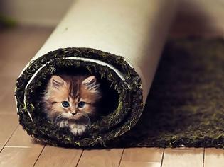 Φωτογραφία για 5 κοινοί λόγοι που μια γάτα κρύβεται σε διάφορα σημεία του σπιτιού