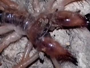 Φωτογραφία για Τρόμος στα Τρίκαλα με την εμφάνιση μεγάλης αράχνης-σκορπιός [photos]