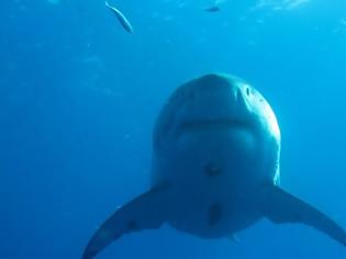 Φωτογραφία για Deep Blue: Ο μεγαλύτερος...μεγάλος λευκός καρχαρίας που έχει καταγραφεί ποτέ