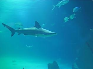 Φωτογραφία για Γιατί οι καρχαρίες είναι απαραίτητοι σε μας και το οικοσύστημα;