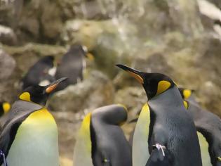 Φωτογραφία για Δραματική μείωση του πληθυσμού των βασιλικών πιγκουίνων