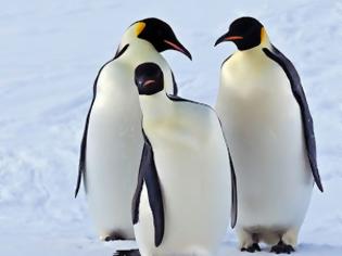Φωτογραφία για Επιστήμονες: «Δραματική μείωση» στον πληθυσμό των βασιλικών πιγκουίνων