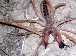 Φωτογραφία για Φωτογραφία: Σπάνια αράχνη-σκορπιός εμφανίστηκε στα Τρίκαλα