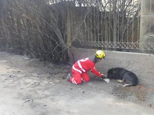 Φωτογραφία για Υπόκλιση στην ανθρωπιά των Πατρινών διασωστών του ΕΕΣ - Σπάει καρδιές η φωτογραφία μπροστά στον τρομαγμένο σκύλο...