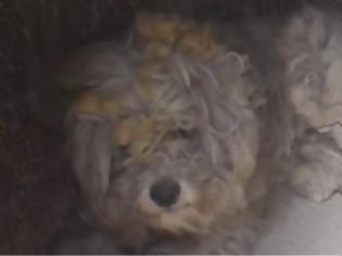 Φωτογραφία για Βρέθηκε ζωντανό σκυλάκι μέσα στον φούρνο καμένου σπιτιού στο Μάτι