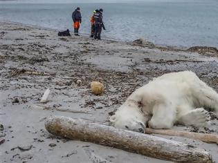 Φωτογραφία για Πολική αρκούδα σκοτώθηκε αφού επιτέθηκε σε φύλακα κρουαζιέρας