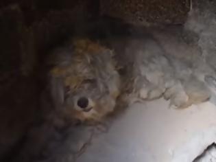 Φωτογραφία για Συγκίνηση στο Μάτι: Βρήκαν σκύλο ζωντανό μέσα σε φούρνο καμένου σπιτιού
