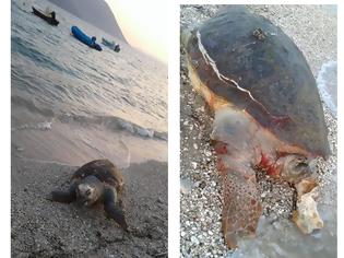 Φωτογραφία για Εντοπίστηκε νεκρή θαλάσσια χελώνα στον ΜΥΤΙΚΑ Αιτωλοακαρνανίας -(ΦΩΤΟ: Πηνελόπη Γκούμα)