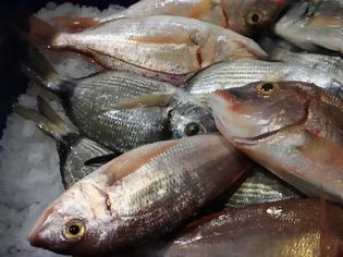 Φωτογραφία για Tα ψάρια ωφελούν τον εγκέφαλο, αρκεί να μην είναι τηγανητά