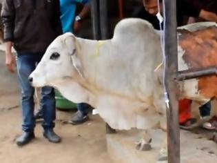 Φωτογραφία για ΣΥΓΚΛΟΝΙΣΤΙΚΟ: Άνοιξαν το στομάχι αυτού του άρρωστου ταύρου, αλλά αυτό που βρήκαν μέσα θα σας ΣΟΚΑΡΕΙ... [Video]