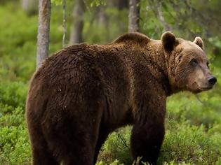 Φωτογραφία για Εντοπίστηκε νεκρή αρκούδα στο Βροντερό Φλώρινας