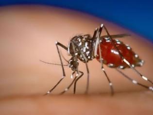 Φωτογραφία για Ιατρικός Σύλλογος: Εγκληματική ολιγωρία της Περιφέρειας στην καταπολέμηση των κουνουπιών