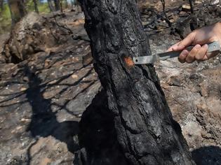 Φωτογραφία για Αναζητώντας τα ίχνη των δασικών πυρκαγιών