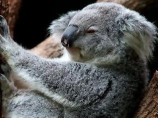 Φωτογραφία για Αυστραλία: Οι κάτοικοι κόβουν τα δέντρα και τα κοάλα πεθαίνουν από την πείνα