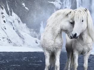 Φωτογραφία για Τα πανέμορφα άγρια άλογα της Ισλανδίας [video]
