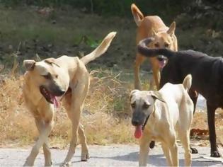 Φωτογραφία για Αδέσποτα σκυλιά επιτέθηκαν σε νεαρή δρομέα στο Βόλο