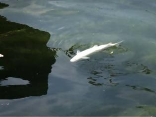 Φωτογραφία για Ελβετία: Έναν τόνο νεκρά ψάρια «ξέβρασε» ο Ρήνος λόγω του καύσωνα