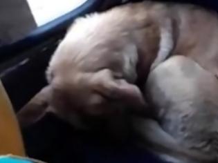 Φωτογραφία για Ο οδηγός της χρονιάς: Έβαλε στο λεωφορείο έναν σκύλο για να μην... πεθάνει από το κρύο