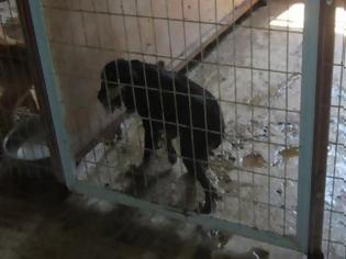 Φωτογραφία για Αλεξανδρούπολη: Προσπάθησε να πουλήσει σκύλο από παράνομο εκτροφείο. Ο πελάτης ήταν αστυνομικός και τη συνέλαβε