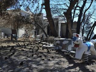 Φωτογραφία για Φωτιά Αττική: Καταθέσεις μαρτύρων διαψεύδουν την Πυροσβεστική