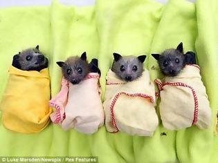 Φωτογραφία για Κι όμως είναι μωρά-νυχτερίδες! Δείτε πόσο χαριτωμένα είναι... [photos]