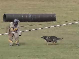 Φωτογραφία για Εντυπωσιακό βίντεο με τους σκύλους-κομάντος του Στρατού εν δράσει