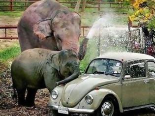 Φωτογραφία για Ελέφαντες σε διάφορες καταστάσεις [photos]