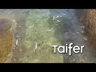 Φωτογραφία για Παραλία της Χαλκιδικής γέμισε νεκρά ψάρια
