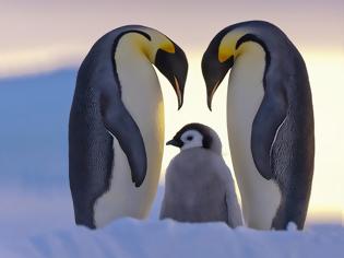 Φωτογραφία για Όταν το Happy Feet ζωντανεύει... Δείτε απίθανες εικόνες με πιγκουίνους... [photos]