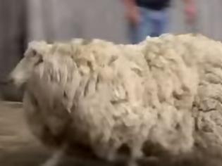 Φωτογραφία για Πρόβατο κουρεύεται μετά από έξι χρόνια [video]