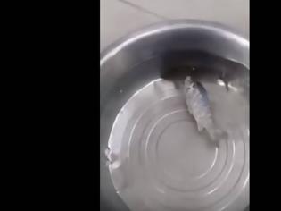 Φωτογραφία για Απίστευτο βίντεο: Ψάρι Λάζαρος ανασταίνεται με λίγο... ζεστό νερό... [video]