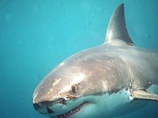 Φωτογραφία για Λευκός καρχαρίας της Μεσογείου πιάστηκε στα δίχτυα ψαράδων στο Αιγαίο