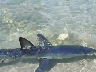 Φωτογραφία για Καρχαρίας βγήκε σε παραλία του Ρεθύμνου