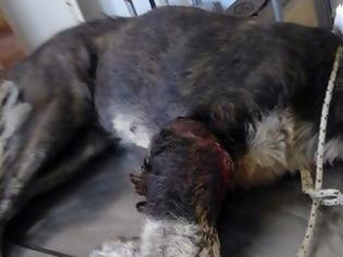 Φωτογραφία για Λαμία: Βασάνισαν αδέσποτο σκυλάκι - Σκληρές εικόνες