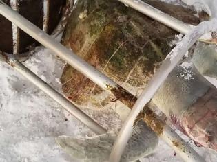 Φωτογραφία για Μία από τις πιο σπάνιες χελώνες του πλανήτη σκοτώθηκε από σκαμπό!