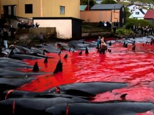 Φωτογραφία για Φρικιαστικό έθιμο: Η σφαγή των φαλαινών στα νησιά Φερόε – Η θάλασσα γίνεται κόκκινη από το αίμα