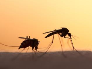 Φωτογραφία για ΚΕΕΛΠΝΟ: Δύο ακόμα νεκροί από τον ιό του Δυτικού Νείλου