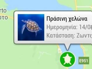 Φωτογραφία για Η Αμφιλοχία στον χάρτη της Google για τις χελώνες caretta – caretta και chelonia mydas