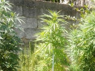 Φωτογραφία για Κατούνα: 45χρονος καλλιεργούσε δενδρύλλια κάνναβης στον κήπο του – Συνελήφθη από αστυνομικούς της Δίωξης Ναρκωτικών Αγρινίου