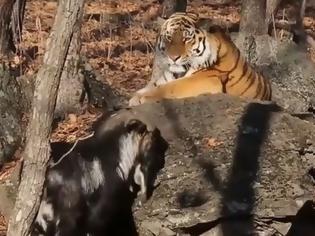 Φωτογραφία για Τα έσπασαν ο τράγος και η τίγρης που ζούσαν αρμονικά σε πάρκο της Ρωσίας