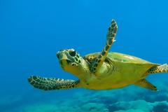 Μεξικό: Συνολικά 122 θαλάσσιες χελώνες βρέθηκαν νεκρές σε ακτές