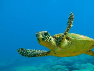 Φωτογραφία για Μεξικό: Συνολικά 122 θαλάσσιες χελώνες βρέθηκαν νεκρές σε ακτές